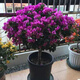 若穎三角梅帶花發(fā)貨多季開(kāi)花陽(yáng)臺爬藤三角梅盆栽花苗老樁三角梅帶花苞 小葉紫【5年大苗】帶花朵 含盆高度40-50cm