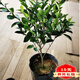 含笑花盆栽樹(shù)苗室外陽(yáng)臺四季濃香型帶花苞室內花卉觀(guān)花植物室內花花卉盆栽 含笑5年苗【帶很多花苞發(fā)貨】 不含盆