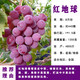 以花養性陽(yáng)光玫瑰葡萄樹(shù)苖庭院盆栽地栽果樹(shù)苗南方北方種植當年結果 紅地球10年苗當結果 40cm(含)-50cm(不含)