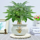 小冤家大號發(fā)財樹老樁盆栽陶瓷盆花卉綠植三桿室內(nèi)辦公易養(yǎng)護招財樹發(fā)財 大號發(fā)財樹+藍色金邊蘭花陶瓷盆 帶盆栽好