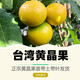 香林農黃晶果樹(shù)苗正宗臺灣黃金果苗加蜜蛋黃果新奇水果盆栽庭院當年結果 黃晶果【2年杯苗】30-40cm