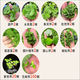 森淵（SENYUAN）魚(yú)塘魚(yú)池水草種子伊樂(lè )藻養魚(yú)蝦草籽種子輪葉黑藻四季凈化水質(zhì) 浮萍套餐