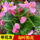 輕奢四季海棠花盆栽帶花苞玻璃翠花苗四季開花卉室內(nèi)外陽臺院子好養(yǎng)活抖音SN3369 小葉海棠（綠葉粉花）