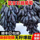 旭霽金手指葡萄水果禮盒 藍(lán)寶石黑加倫提子?xùn)|北遼寧生鮮中秋團(tuán)購送禮 凈重3斤精選串裝丨苣劃算 商超品質(zhì)果【老農(nóng)優(yōu)選】
