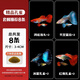 卡奇魚(yú) 孔雀魚(yú) 鳳尾魚(yú) 胎生魚(yú) 熱帶觀(guān)賞魚(yú)淡水活體魚(yú)小型魚(yú)純種好養易活 孔雀魚(yú)套餐D（圖片所示）