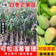 芥圃芒果樹(shù)苗 官方旗艦 嫁接芒果苗大金煌芒四季紅貴妃南方種植果樹(shù)苗 四季芒果苗【帶土帶葉發(fā)貨】 4年苗  高度：100-130公分
