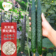 長(cháng)耕綠芯黃瓜種子脆甜多汁黃瓜種籽易種耐熱四季播陽(yáng)臺盆栽蔬菜種孑 長(cháng)耕摘不敗綠芯黃瓜2克