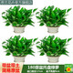 思蘭綠蘿盆栽大盆景室內(nèi)新房吸除甲醛鮮活綠植物花卉長藤大葉綠籮批發(fā) 180大原盆托盤綠蘿【4盆】10肥