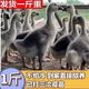【順豐包郵】脫溫一斤灰鵝苗特大純種灰色半大鵝產(chǎn)蛋王散養(yǎng)小鵝苗 4只起發(fā)）1斤左右灰鵝苗1只