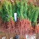 曼杉園 側(cè)柏樹苗 扁柏樹松柏庭院綠化葉綠化苗木陵園墓地礦荒山造林 小苗20-30公分左右50顆 不含盆