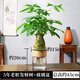 水培發(fā)財樹(shù)小盆栽綠植物辦公室內桌面書(shū)房客廳水養盆景四季易養活 5年發(fā)財樹(shù)+1520玻璃盆