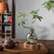 八芽發(fā)財(cái)樹小盆栽花卉水培植物客廳桌面綠植室內(nèi)四季招財(cái)樹辦公室好養(yǎng) 雙桿發(fā)財(cái)樹-小藍(lán)瓶-不含托盤 含盆