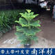 種花迷南洋松南洋杉澳洲杉樹(shù)苗圣誕樹(shù)網(wǎng)紅植物花卉盆景綠植盆栽四季常青 南洋杉50-60公分兩顆特價(jià) 不含盆