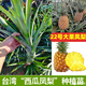 西瓜鳳梨果樹(shù)苗菠蘿苗金鉆17號鳳梨苗金菠蘿苗地栽盆栽結果包成 17號金鉆鳳梨 一棵