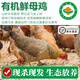 【有機散養(yǎng)土雞】農(nóng)家鮮活現(xiàn)殺跑山笨雞 生鮮雞肉 滋補月子餐雞湯 【有機老母雞】殺后2.2-2.6斤