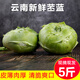 帆兒莊園云南新鮮蔬菜苤藍(lán)農(nóng)家自種當(dāng)季葉菜類甘藍(lán)芥蘭芥菜頭葉菜蔬菜 9斤