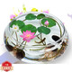 中夢觀賞蓮子水培植物陽臺花卉水生水養(yǎng)花盆栽 觀賞蓮子30粒