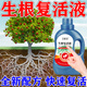 生根液快速發(fā)根生根粉壯苗劑植物移栽嫁接成活大樹(shù)移栽生果樹(shù)專(zhuān)用 五瓶【死樹(shù)都能活】