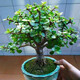 御春閣大葉玉樹(shù)盆栽陽(yáng)臺室內綠植辦公室花卉多肉植物燕子掌金枝玉葉盆栽 青葉金枝干玉葉高20厘米