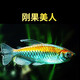 水財神剛果美人魚(yú)水族寵物觀(guān)賞魚(yú)可混養彩色群游魚(yú)小型可混養熱帶魚(yú)活體 剛果美人5-7cm1條 魚(yú)