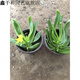 佛手托金多肉植物仙人佛手 佛手掌 佛手托金 佛手2盆 帶盆栽好