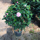 亦運林篆香妃烈香山茶花盆栽濃香型室內陽(yáng)臺庭院四季常青綠植花卉耐寒植物 7年高約85公分冠幅50公分帶花苞