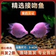 接吻魚觀賞魚金魚活魚親嘴魚熱帶魚好養(yǎng)活體小型寵物魚會親嘴的魚 【3-4CM】精選接吻魚 2條
