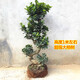 意軒大盆榕樹(shù)盆景樹(shù)樁盆栽大盆景苗人參榕地瓜榕辦公室花卉原盆原土 S榕樹(shù) 大 高度1米左右