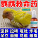鸚鵡鳥專用藥玄鳳虎皮牡丹治腸炎拉稀腹瀉綠便感冒痢疾鳥類用品藥 1瓶【一吃就好】