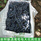 聚味鄉廣西釀酒山葡萄刺葡萄新鮮水果毛葡萄赤霞珠自釀葡萄酒原產(chǎn)地直發(fā) 釀酒山葡萄4斤送教程