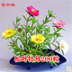 花中酷 四季種易活套餐室內陽(yáng)臺盆栽綠植物庭院花卉花草種子太陽(yáng)花種子 松葉牡丹200粒
