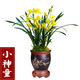 蘭花【觀(guān)音素】老種建蘭 盆栽室內花卉綠植好養蘭草蘭花苗 現不帶花苞 黃金小神童5苗(收藏送肥) 不含盆