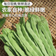 密農(nóng)人家 新鮮扁豆角 農(nóng)家自種豆角 青豆角 新鮮蔬菜 現(xiàn)摘寬扁豆角 400g