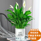 綠有意白掌盆栽一帆風(fēng)順?biāo)嘀参锸覂?nèi)好養(yǎng)花卉綠植水養(yǎng)四季開花植物盆栽 【主圖款】白掌6-8株(早安吸水盆 含盆