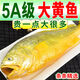 御瀘鮮湘【順豐發(fā)貨】青島正宗新鮮海捕大黃魚深海大黃花魚鮮活冷凍大黃魚 5斤加量裝 5A級特大號【1斤1條】