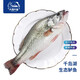 片言片魚 千島湖鱸魚凈膛后800g 2-3條 淡水鱸魚 正宗生態(tài)河鱸魚活魚現(xiàn)殺 凈膛后800g 2-3條