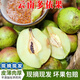 現(xiàn)摘新鮮酸多依果渣子果云南特產(chǎn)嫁接酸多依芽果野生酸味孕婦水果 1斤新鮮速發(fā) 送辣子面