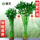 喜藝帶根轉(zhuǎn)運(yùn)竹水竹富貴竹植物水養(yǎng)開運(yùn)竹子盆栽客廳室內(nèi)招財(cái)水培綠植 轉(zhuǎn)運(yùn)竹彎竹-60厘米-9支 不含瓶