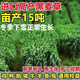 進(jìn)口牧草種子四季多年生黑麥草魚草四季可種喂養(yǎng)雞鴨鵝豬牛羊種籽 藍(lán)標(biāo)黑麥草種子1斤