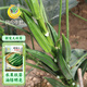 鳳鳴雅世水果秋葵種子春秋盆栽蔬菜孑陽(yáng)臺(tái)庭院新寵兒秋葵種子10克  