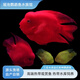 財神鸚鵡魚(yú)血紅鸚鵡魚(yú)源頭漁場(chǎng)自產(chǎn)自銷(xiāo)寵物魚(yú)鸚鵡魚(yú)發(fā)財鸚鵡魚(yú)寵 13-15cm紅鸚鵡+8-10cm2黃