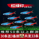 紅綠燈魚燈科魚孔雀魚熱帶觀賞魚淡水寶蓮燈魚活體斑馬魚群游魚 2.8-3cm紅綠燈種魚30條+3備損