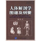 人體解剖學(xué)圖譜及綱要