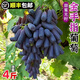 喀蔻【順豐】新鮮金手指葡萄無(wú)籽藍(lán)寶石應(yīng)季水果現(xiàn)摘脆甜黑加侖提子 4斤（藍(lán)寶石精品果 氣囊保護(hù)） 精品無(wú)籽藍(lán)寶石【氣囊防震袋】