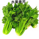食藝鮮（SHIYIXIAN）新鮮水果清芹可生吃的芹菜當季新鮮網(wǎng)紅菜綠色時(shí)令蔬菜青菜 1000g
