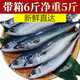 青魚鲅魚青占魚新鮮鲅魚特大青花魚青條魚深海鮐鲅魚批發(fā) 鮐鲅魚 整箱6斤貴一點(diǎn)大很多 新鮮直達(dá)