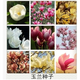 玉蘭種子 籽 白玉蘭 黃玉蘭 廣玉蘭 紅玉蘭 紫玉蘭 新玉蘭樹(shù)種子 新種子紫玉蘭 9.9元/100粒試種