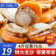 漁哥戲魚大號扇貝肉40-60粒 大個特級扇貝肉新鮮冷凍粉絲扇貝鮮活冷凍 【大號扇貝 20-35粒/斤】