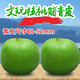 江浸月文玩核桃青皮賭青皮現發(fā)品種麒麟紋官帽四座樓把玩核桃SN5729
