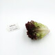 威廉農(nóng)場(chǎng)紅珊生菜 紅邊生菜 紅葉生菜 Corral Lettuce-red  500g 500g